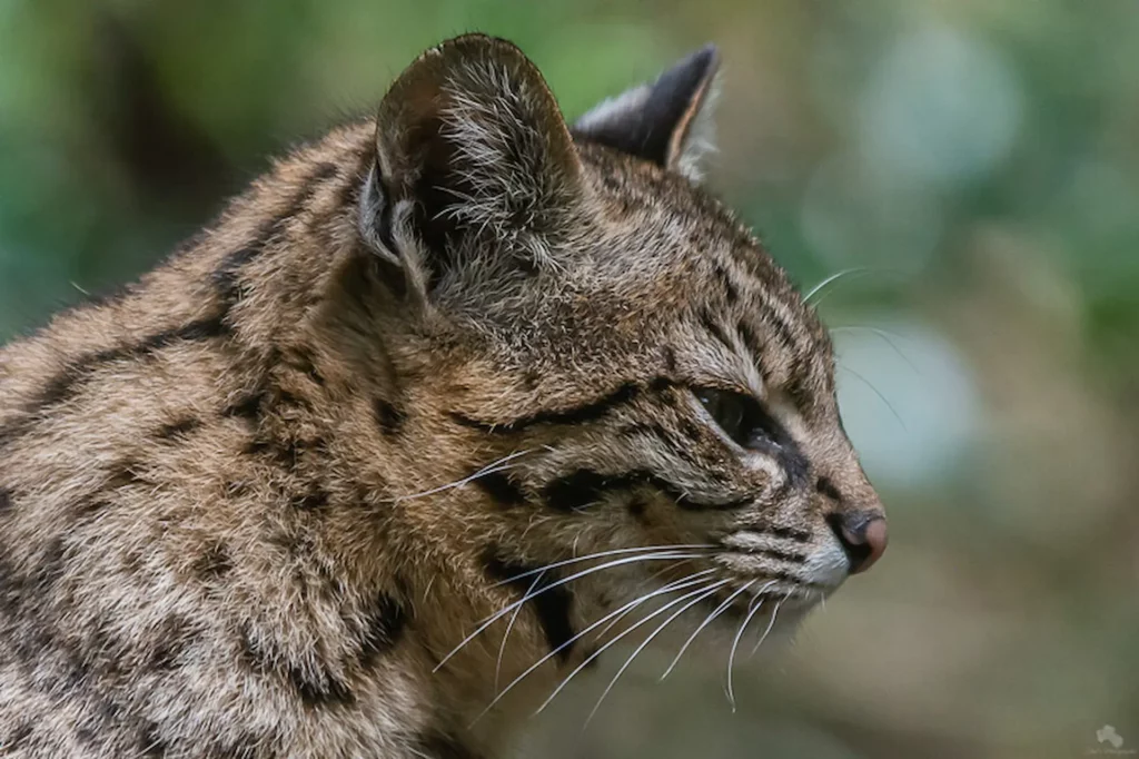 Visitez le parc animalier de la Terre Nate et découvrez des espèces rares près de votre camping dans le Morbihan.